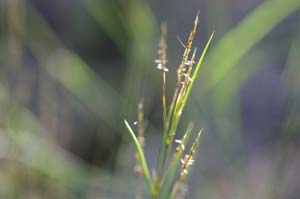Little Bluestem, Bunchgrass /
Schizachyrium scoparium
(Syn. Andropogon scoparium)